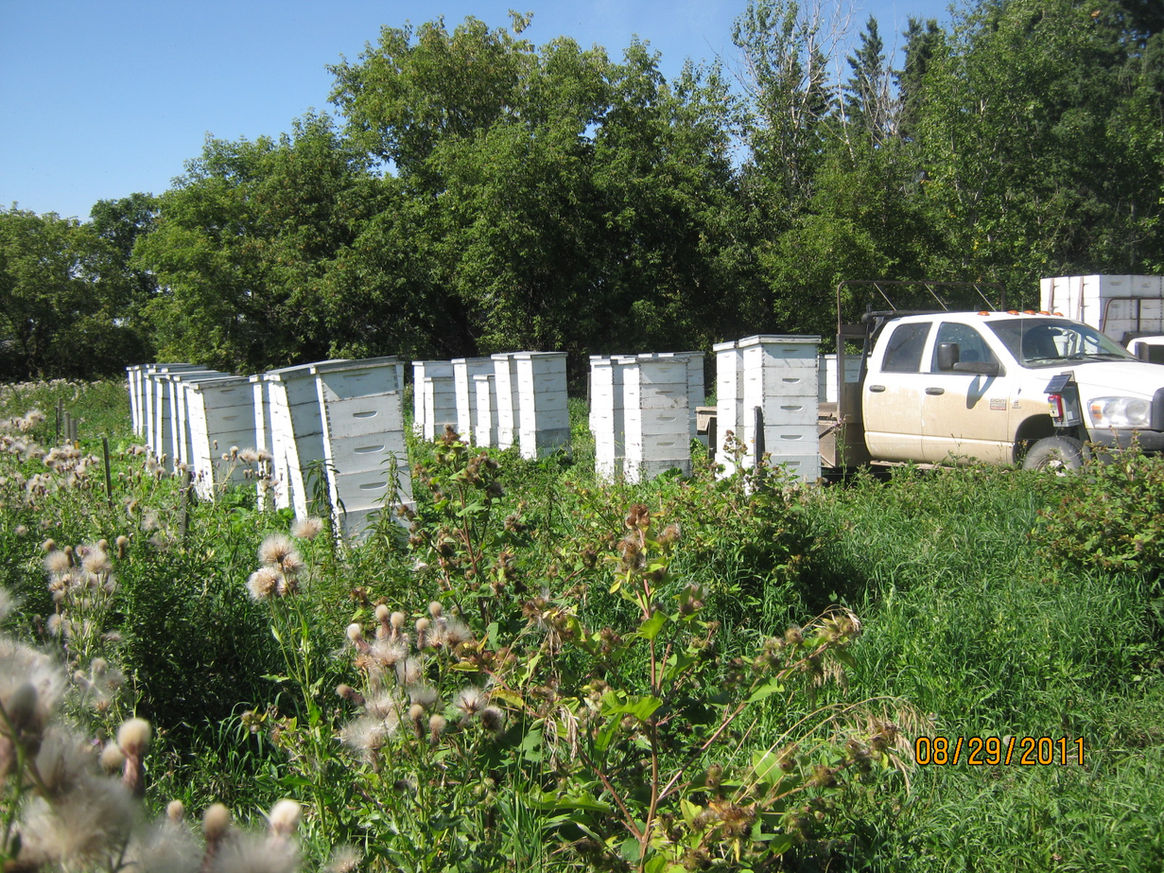 2011 — Early Days photo 6